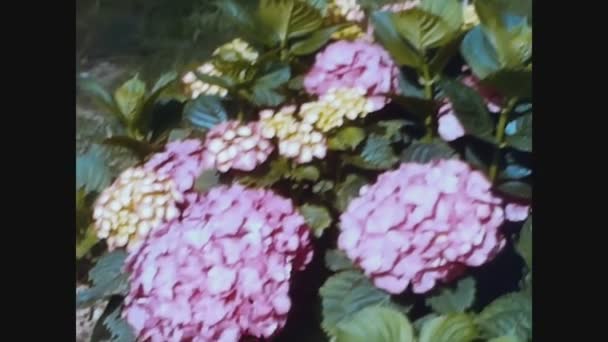 Pavia Itália Maio 1965 Hortênsia Macrophylla Planta Detalhe Flor Nos — Vídeo de Stock