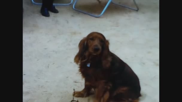 Павия Италия 1965 Домашние Собаки Деталях Сняты Крупным Планом Годах — стоковое видео