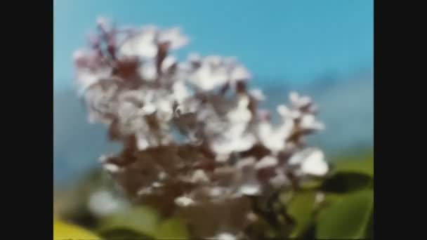 Dolomitos Itália Maio 1969 Folhagem Flores Brancas Fundo Borrado — Vídeo de Stock