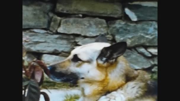 1969年5月イタリア ドイツの羊飼い犬60代 — ストック動画