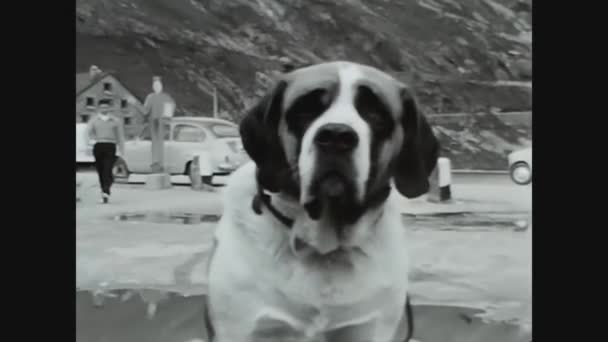 Доломиты Италия Июня 1967 Собачий Портрет Святого Бернарда — стоковое видео
