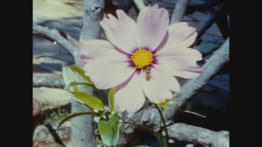 COMO, İTALYA MAYIS 1961: 60 'ların baharında çiçekteki arı