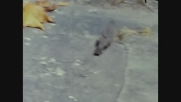 Schaffhausen Switzerland August 1965 Sparrow Road — стокове відео