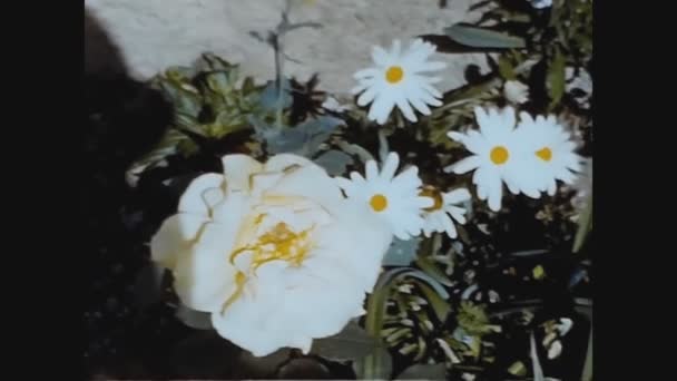 イタリア ドロミテ1960年6月24日 60年代のカラフルな花の詳細 — ストック動画