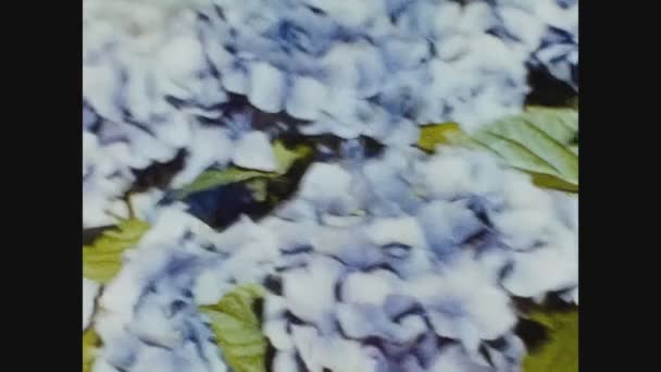 Pawia Włochy Czerwca 1960 Hortensja Roślin Kwiat Szczegółowo Tych — Wideo stockowe