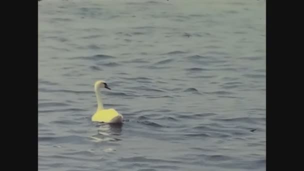 Комо Италия 1965 Лебеди Озере Комо Годы — стоковое видео