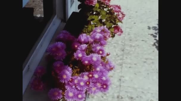Pavia Italien Juni 1960 Flower Pot Detalj Talet — Stockvideo