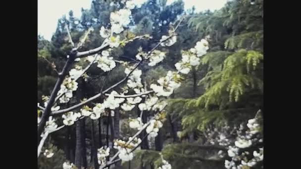 1960年 昭和35年 5月26日イタリア パヴィア 60年代春桃 — ストック動画