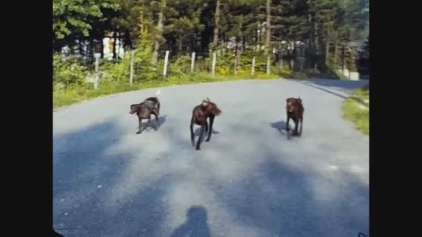 Pavia Italie Juin 1960 Femme Joue Avec Des Chiens Plein — Video