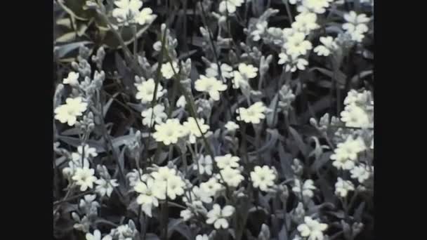 意大利帕维亚 1960年6月26日 60年代春天花园的花朵 — 图库视频影像
