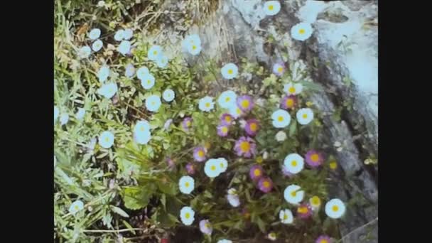 Pavia Italie Mai 1960 Petites Fleurs Dans Prairie Printemps Des — Video