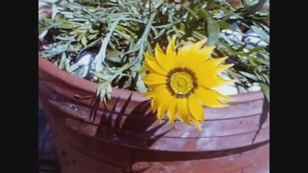 Como Włochy Maj 1961 Szczegóły Różnych Kolorowych Wiosennych Kwiatów Latach — Wideo stockowe