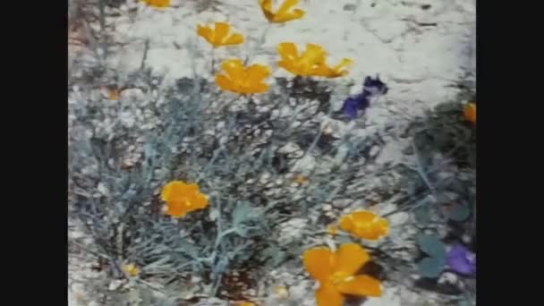 イタリア コモ1961年5月 60年代の多彩な春の花の詳細 — ストック動画