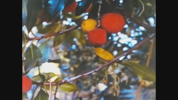 Como Ιταλια Μαϊοσ 1961 Λεπτομέρεια Από Διάφορα Πολύχρωμα Ανοιξιάτικα Λουλούδια — Αρχείο Βίντεο