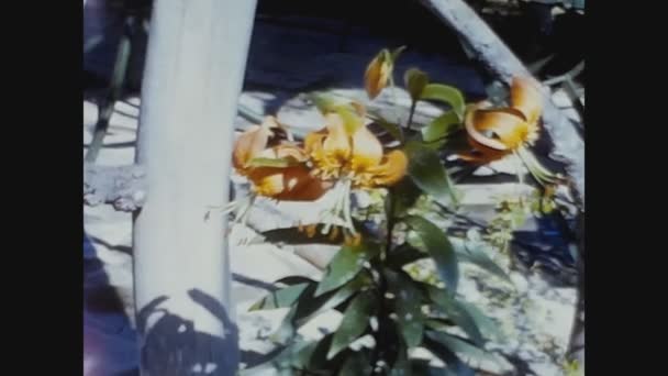 Como Włochy Maj 1961 Kompozycje Kwiatowe Witrynie Sklepu Latach Tych — Wideo stockowe