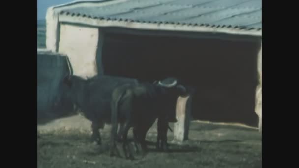 Alberobello Itália Junho 1969 Criação Touros Nos Anos — Vídeo de Stock