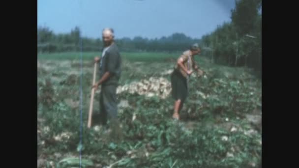 Вилластрада Италия Июнь 1963 Фермеры Работавшие Полях Италии 1960 Годах — стоковое видео