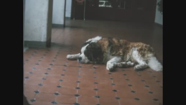 Λουγκανο Ελβετια Ιουνιοσ 1968 Σκύλος Του Αγίου Βερνάρδου Στη Δεκαετία — Αρχείο Βίντεο