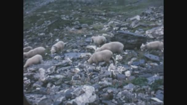 1968年 昭和43年 6月イタリア コグネ山の羊の放牧 — ストック動画