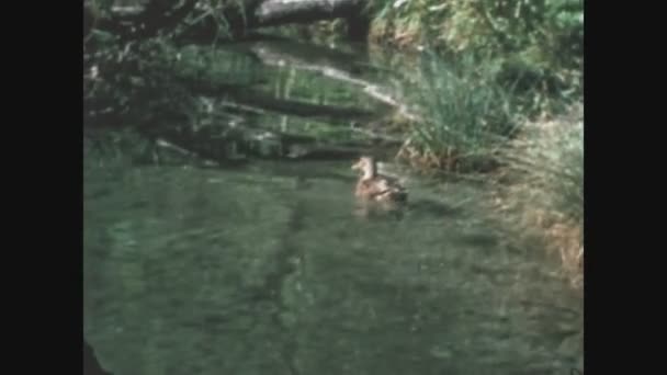 Blausee Švýcarsko 1968 Kachny Řece Letech — Stock video