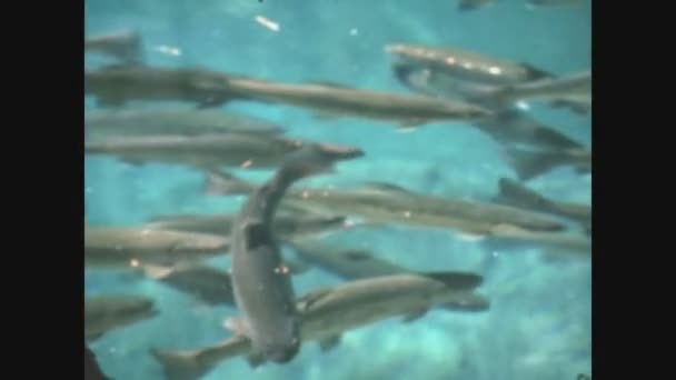 Blausee Suiza Junio 1968 Peces Entre Aguas Transparentes — Vídeo de stock