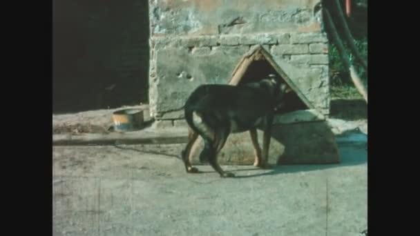 Schignano Itália Junho 1963 Crianças Pobres Brincam Escondidas Campo Itália — Vídeo de Stock