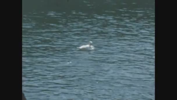 Blausee Suisse Juin 1968 Cygnes Canards Dans Lac Dans Les — Video