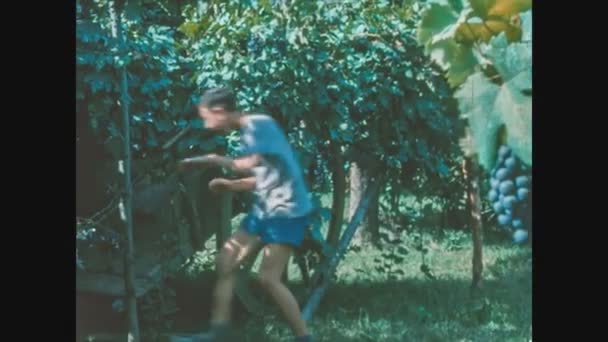 Schignano Italy June 1963 Kid Tastes Bunch Grapes Vineyard 60S — Stock Video