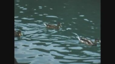 LUGANO, SWitness ZERLAND Haziran 1968: 60 'larda nehirdeki ördekler