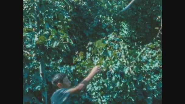 Schignano Talya 1963 Çocuk Larda Üzüm Bağından Bir Demet Üzüm — Stok video