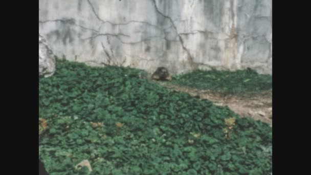 Lugano Suisse Juin 1968 Marmotte Dans Habitat Naturel — Video