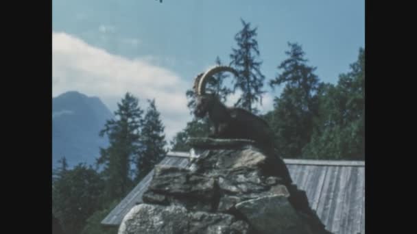 Lugano Svizzera Giugno 1968 Stambecco Capra Nelle Alpi — Video Stock
