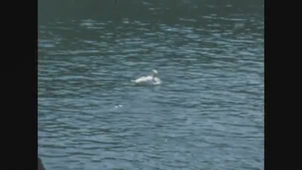 Blausee Suisse Juin 1968 Cygnes Canards Dans Lac Dans Les — Video