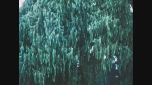 イタリアのステラ1970年5月 70年代のビッグ クプレッソス カクメリアナ グラウカの木 — ストック動画