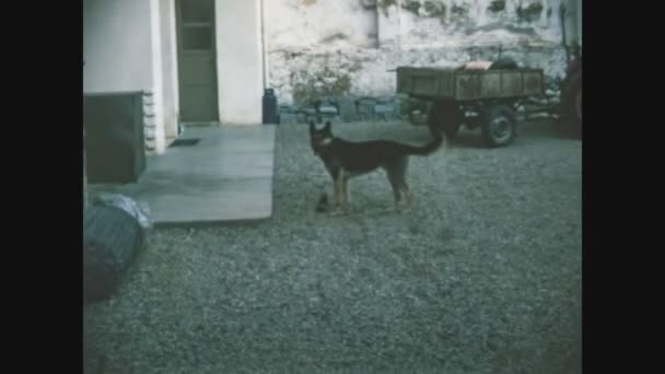 Castiglone イタリア1968年5月 ドイツの羊飼い60歳 — ストック動画