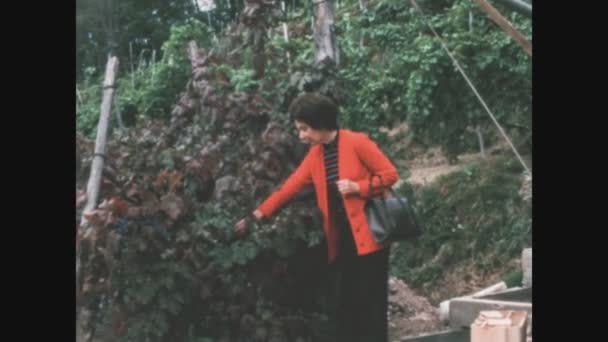 Castiglion Talya Mayis 1968 Larda Üzüm Bağı Manzarası — Stok video