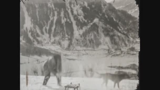 Dolomites Italy January 1964 Group People Have Fun Sledding Snow — Stock Video