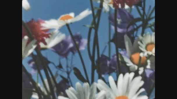 Dolomites Włochy Październik 1964 Kwiaty Stokrotki Szczegółowo Tych — Wideo stockowe