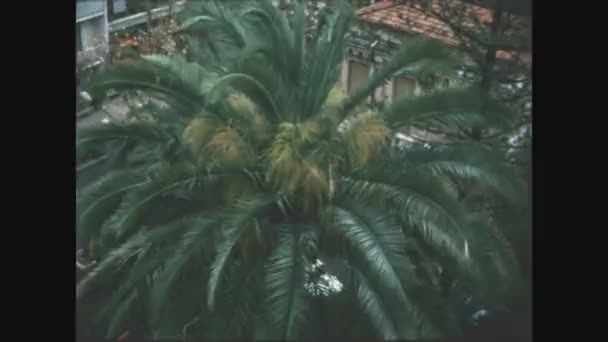 Санремо Италия Май 1963 Пальмы Обочине Дороги — стоковое видео