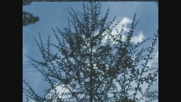1963年 昭和38年 5月イタリア 60年代の木の枝シルエット — ストック動画