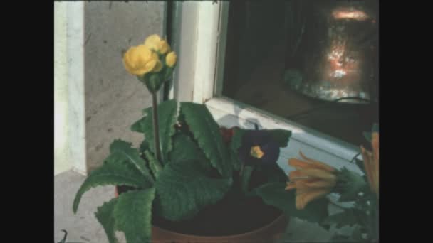 Como Itália Maio 1963 Vasos Flores Detalhe Varanda Década — Vídeo de Stock