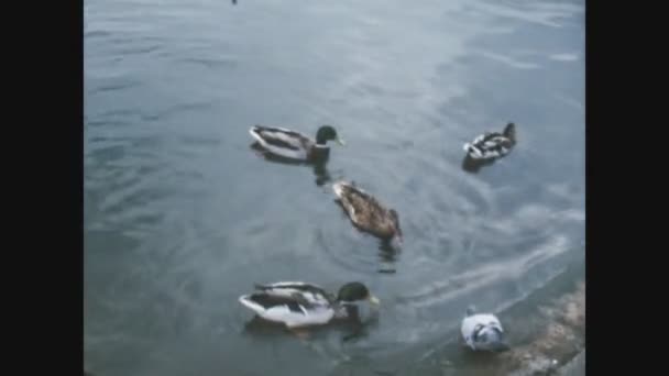 イギリス ロンドン1969年5月 60年代の水中のアヒル — ストック動画