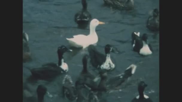 フランス ロワール1976年5月 70年代の水際でカモ — ストック動画