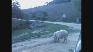 SARDINIA, İtalya Nisan 1980: 1980 'de açık havada otlayan domuzlar