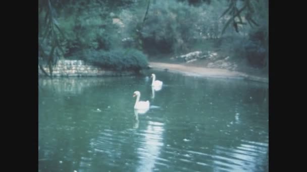 Matera Włochy Czerwca 1975 Jezioro Łabędzie Latach Tych — Wideo stockowe