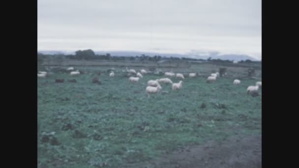Alghero Italia Maggio 1975 Gregge Pecore Pascolo Negli Anni — Video Stock