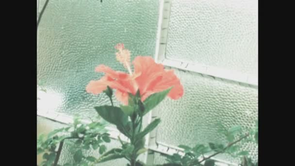 Pawia Włochy Czerwca 1964 Wiosenne Kwiaty Tarasie Latach Tych — Wideo stockowe