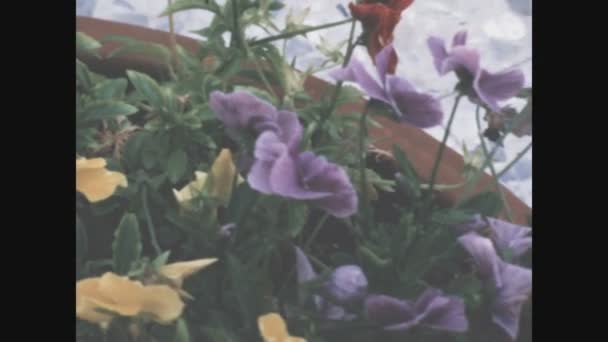 Pawia Włochy Czerwca 1964 Wiosenne Kwiaty Tarasie Latach Tych — Wideo stockowe
