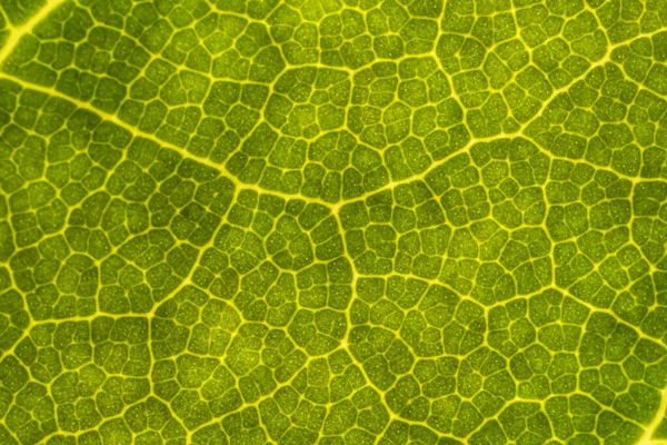 stock image Green Leaf veins detail in a microscopic macro shot