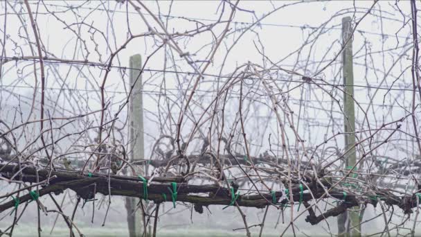 冬の氷で覆われた裸のブドウ園 — ストック動画